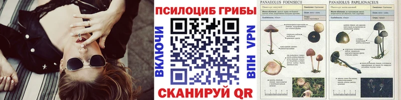 Галлюциногенные грибы Psilocybine cubensis  купить   Малаховка 